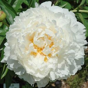 Paeonia Lactiflora 'Bowl of Cream', Peony 'Bowl of Cream', 'Bowl of Cream' Peony, White flowers, White Peonies, Fragrant Peonies